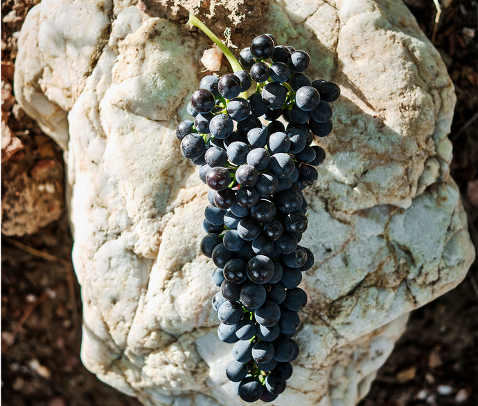 Cabernet Sauvignon: A noble grape