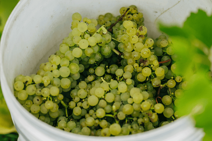Riesling: The World's Most Famous Aromatic White Wine